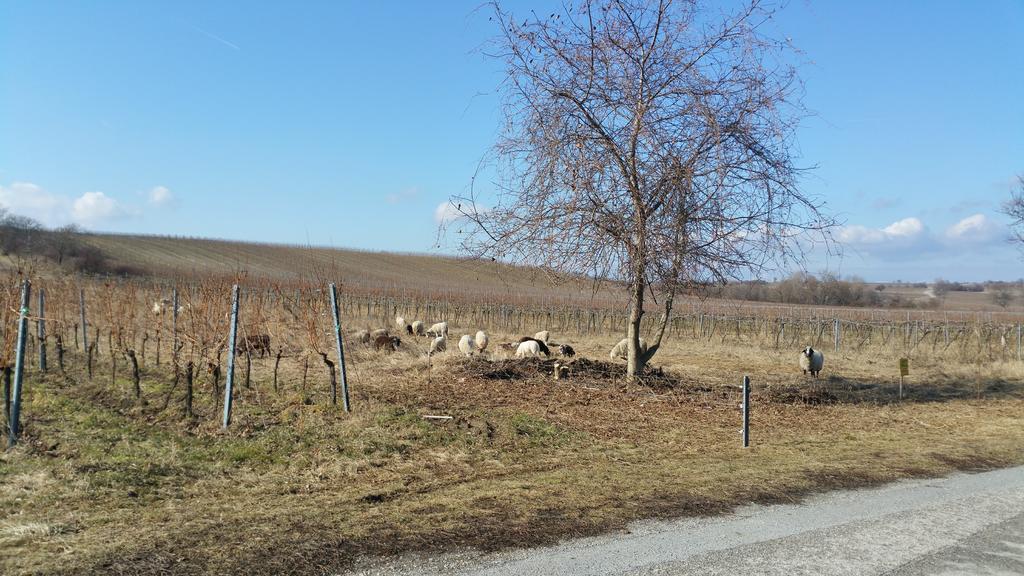 Opatment - das Sukzessive Villa Rust Buitenkant foto